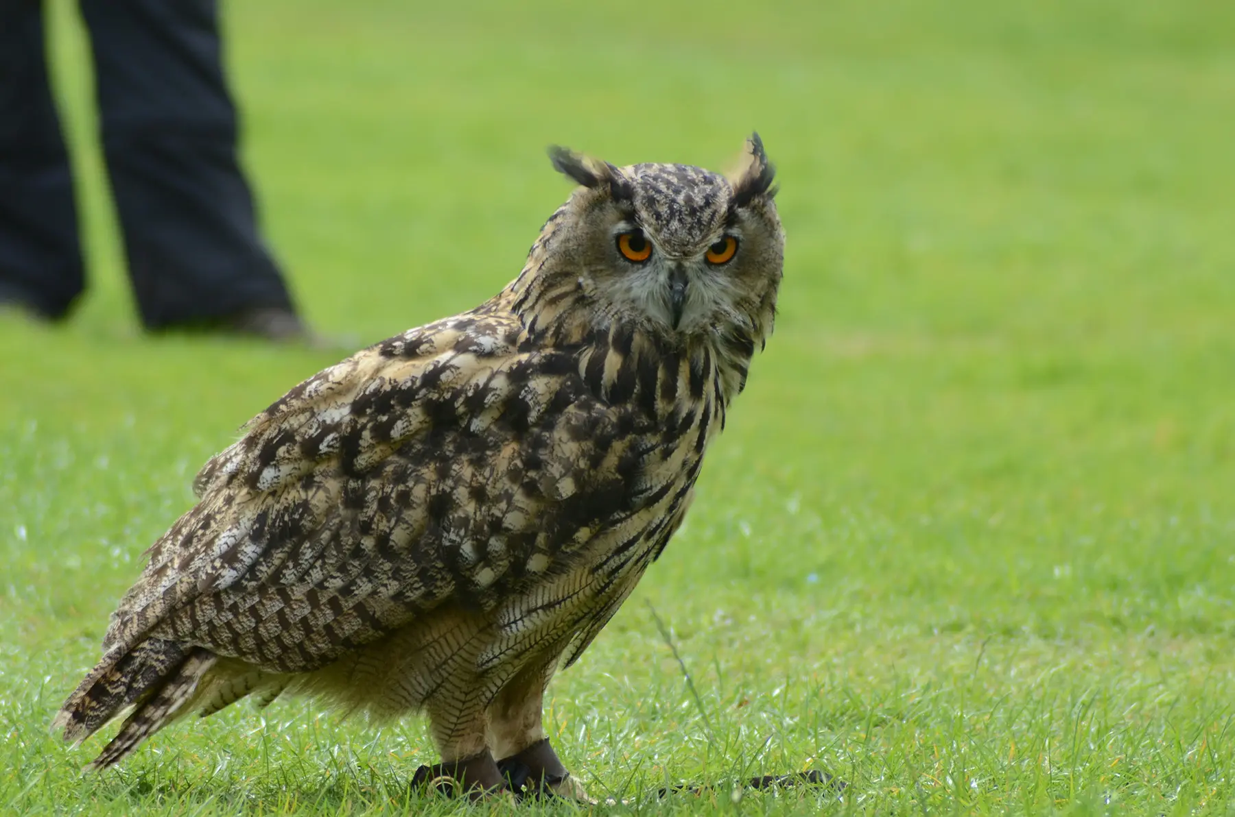 Lakeland Bird of Prey Centre